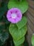 Pink flower and green leaves brick wall background