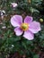 Pink flower with green middle in a bundle of leaves