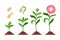 Pink flower growth process icons