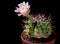 Pink flower of gymnocalycium cactus in planting pot