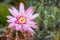 Pink flower of the Gymnocalycium friedrichii cactus shallow depth of field