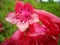 Pink flower with hairs and drops on the petals and stamens inside