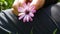 Pink flower in hand.Large stump.Beautiful vibrant flower with petals.