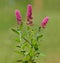Pink flower of hardhack steeplebush or rose spirea. Spiraea douglasii