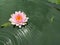 pink flower hardy water lily or nymphaea plant outdoors on water waves background