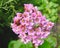 Pink Flower Head of a Candelabra Primrose in green garden.