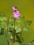 Pink flower of Herb Robert