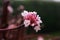 Pink flower with hoarfrost bush. Winter in the garden, in the city. First snow in early winter day