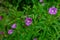 Pink flower of hoary or smallflower hairy willowher plant, Epilobium parviflorum