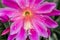 Pink flower Hybrid Epiphyllum