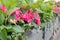 Pink flower hydrangea blossom, autumn street and gardens decoration. Background backdrop perspective horizontal. Fresh natural