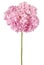 Pink flower hydrangea (Clipping path)