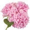 Pink flower hydrangea (Clipping path)