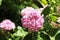 Pink flower hydrangea surrounded by green leaves
