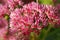 Pink flower hylotelephium spectabile single in the garden