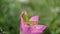pink flower infested with green grasshopper