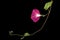 Pink flower of ipomoea, Japanese morning glory, convolvulus, isolated on black background