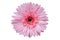 Pink flower Isolate White background