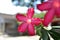 Pink flower isolated on bokeh nature background. The name of the plant is Adenium obesum