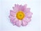 Pink flower isolated Marguerite daisy ,Argyranthemum frutescens on white background ,macro image ,pink petals