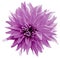 Pink flower. isolated on the white background with clipping path. Close-up. Shaggy pimk flower dahlia.