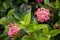 Pink flower Ixora coccinea.