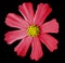 Pink flower kosmeya, black isolated background with clipping path. Closeup no shadows. yellow mid.