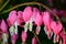 Pink flower. Lamprocapnos/Dicentra-Bleeding Heart