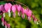 Pink flower. Lamprocapnos/Dicentra-Bleeding Heart