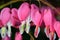 Pink flower. Lamprocapnos/Dicentra-Bleeding Heart