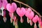 Pink flower. Lamprocapnos/Dicentra-Bleeding Heart