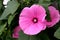 Pink flower laveter close-up of flowers on a flower bed