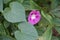 Pink flower in the leafage of Ipomoea purpurea