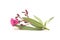 Pink flower and leaves of nerium oleander on white background