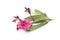 pink flower and leaves of nerium oleander on white background