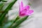 Pink flower,lilly in rain forest