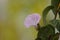 Pink flower of loach on a gentle blurred background.