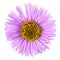 Pink flower with long petals isolated on white background. Pink aster flower