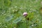 pink flower lotus (pink cape lotus) is called Pathum, Padma,
