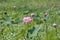 pink flower lotus (pink cape lotus) is called Pathum, Padma, Kokranat or Kokanut