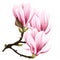 pink flower magnolia bloom realistic illustration