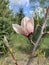 Pink flower magnolia. A close-up.