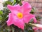 Pink flower Mandevilla