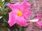 Pink flower Mandevilla laxa