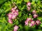 pink flower of midland hawthorn, English hawthorn (Crataegus laevigata) blooming in spring