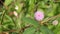 Pink flower of Mimosa pudica