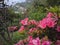 Pink FLower in the mountain of sikkim