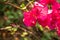 The pink flower named Bougainvillea that is a bushes tree and a flowering plant grown in Ratchaburi
