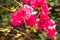 The pink flower named Bougainvillea that is a bushes tree and a flowering plant grown in Ratchaburi