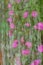 Pink flower natural art painting